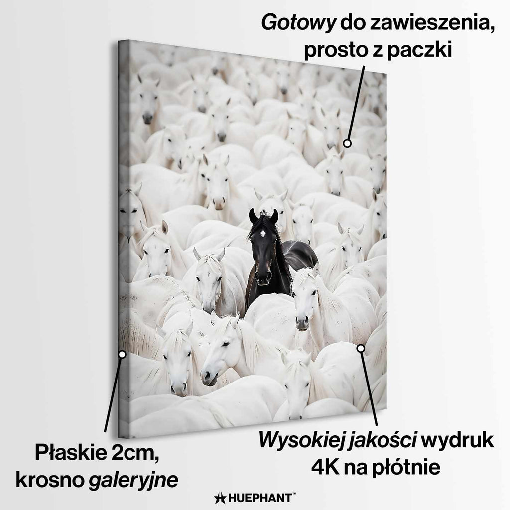 Obraz na płótnie „The Black Horse” – czarny koń wyróżniający się spośród białych koni, symbol odwagi, siły i indywidualizmu.