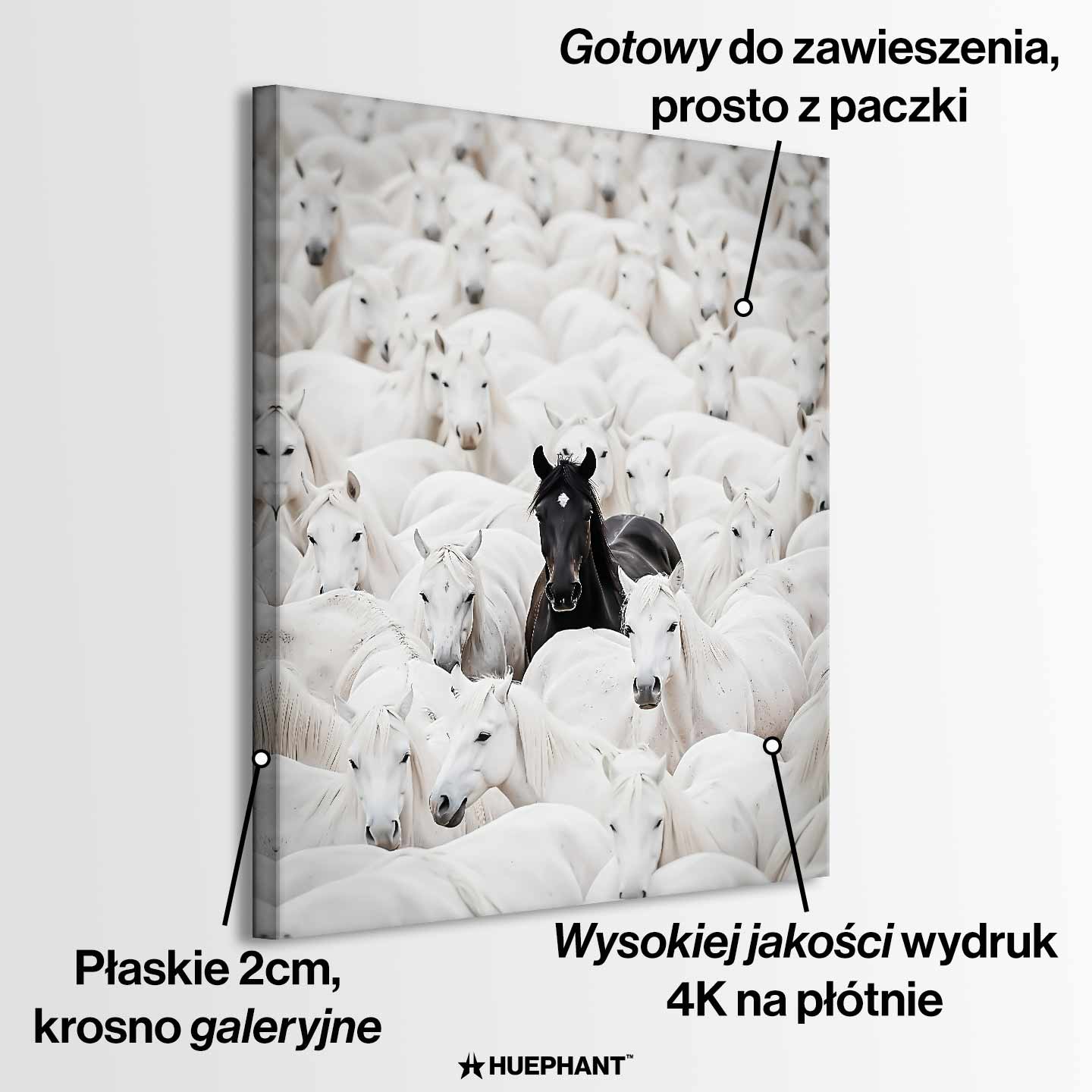 Obraz na płótnie „The Black Horse” – czarny koń wyróżniający się spośród białych koni, symbol odwagi, siły i indywidualizmu.